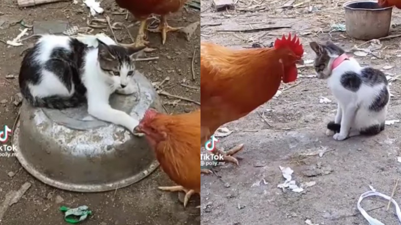 gallina e gattino