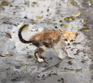 Il gattino vagava per strada, talmente assetato da accontentarsi dell’acqua sporca sul ciglio della strada