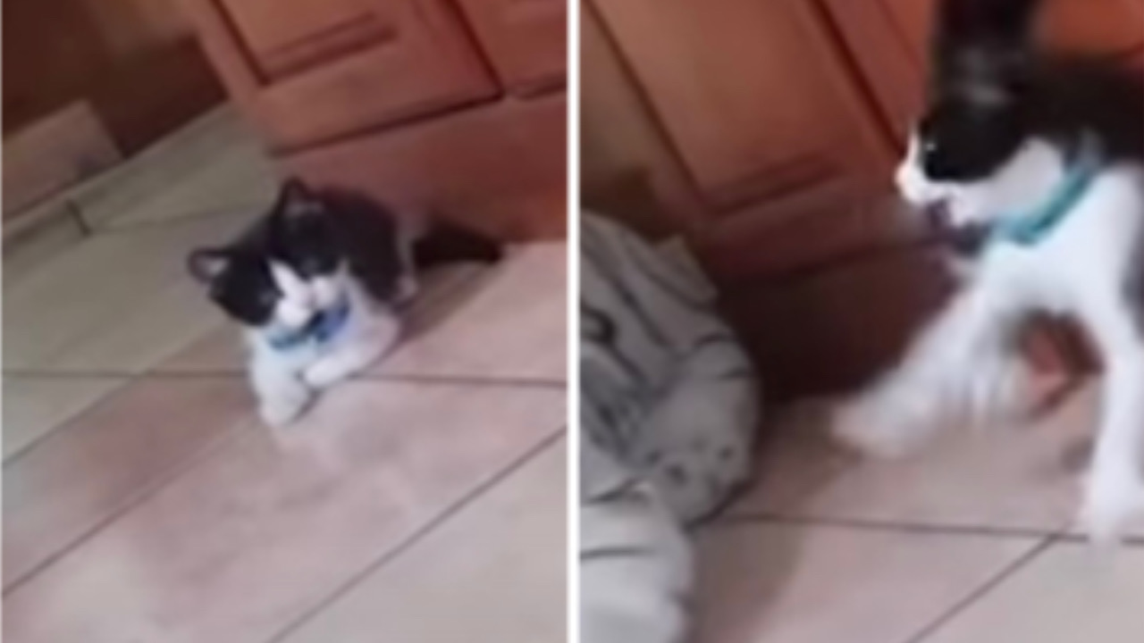 Gatto si sorprende di fronte al peluche