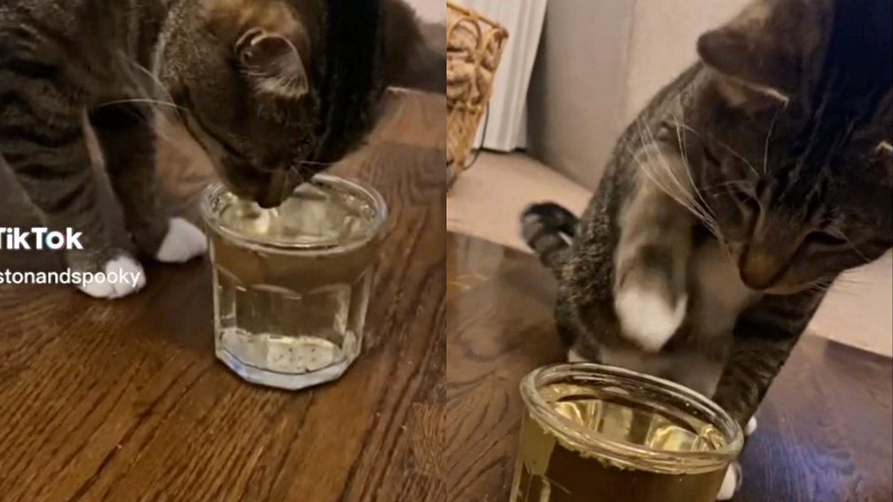 gatto beve tè all'erba gatta