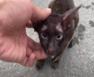 Il gatto veniva evitato da tutti a causa della sua malattia: continuava a trascinarsi per strada