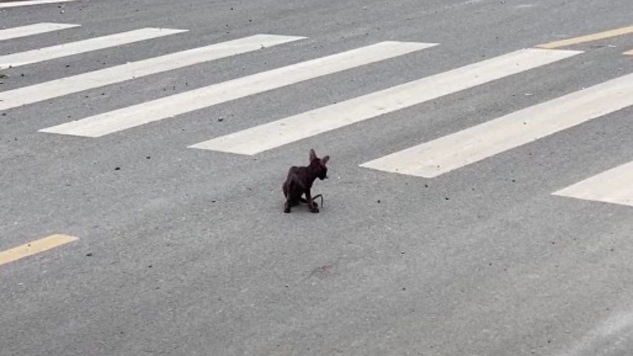 gatto in strada