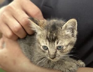 Il povero gattino si è nascosto nella grotta per paura e perché pensava che nessuno lo volesse