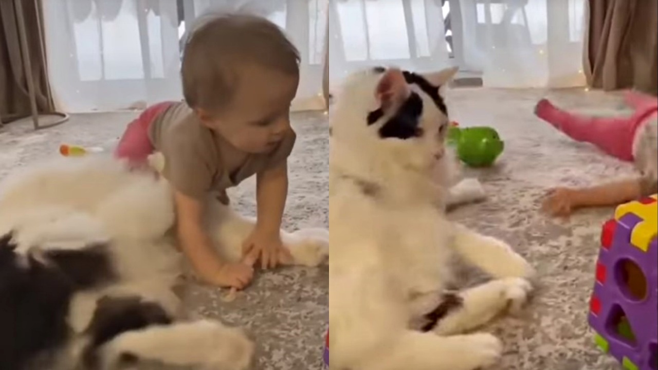 gatto e bimba