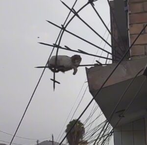 Non ha paura di niente! La gattina sorprende il suo padrone riposando in un luogo insolito