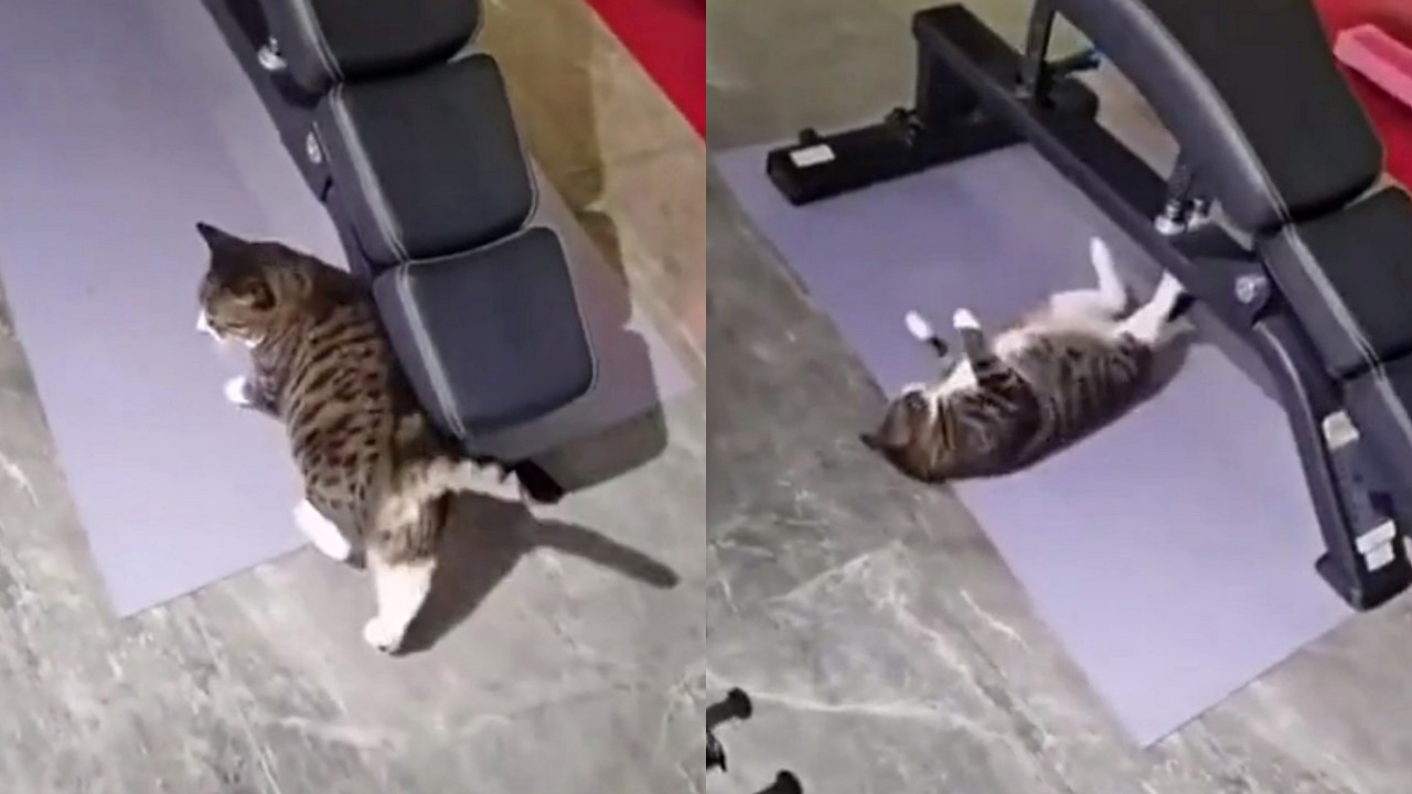 gatto in palestra