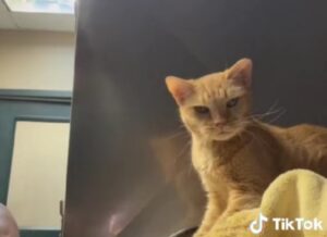 Pura commozione: tutti piangono quando questo gatto viene adottato dopo tanto tempo in gabbia