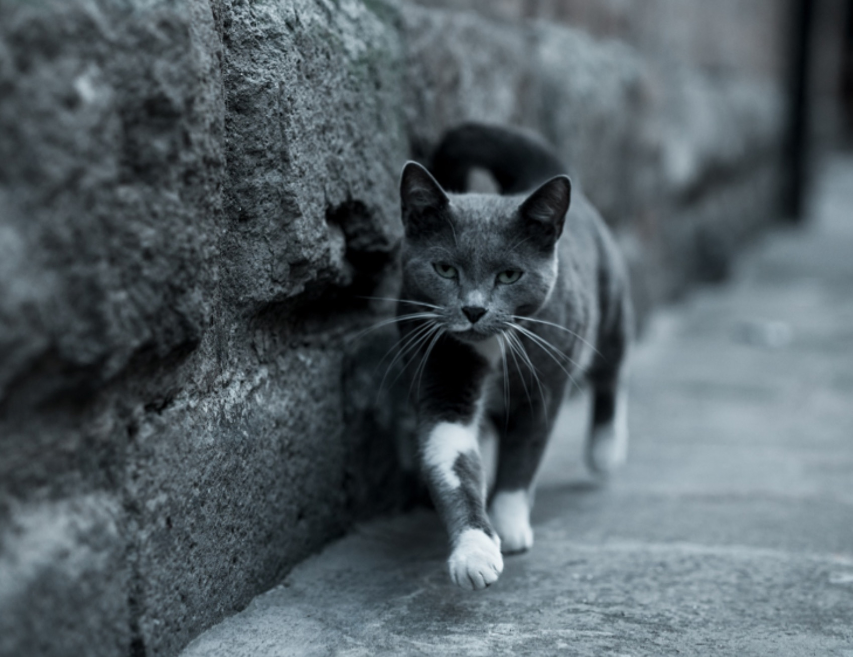 Gatto cammina di lato