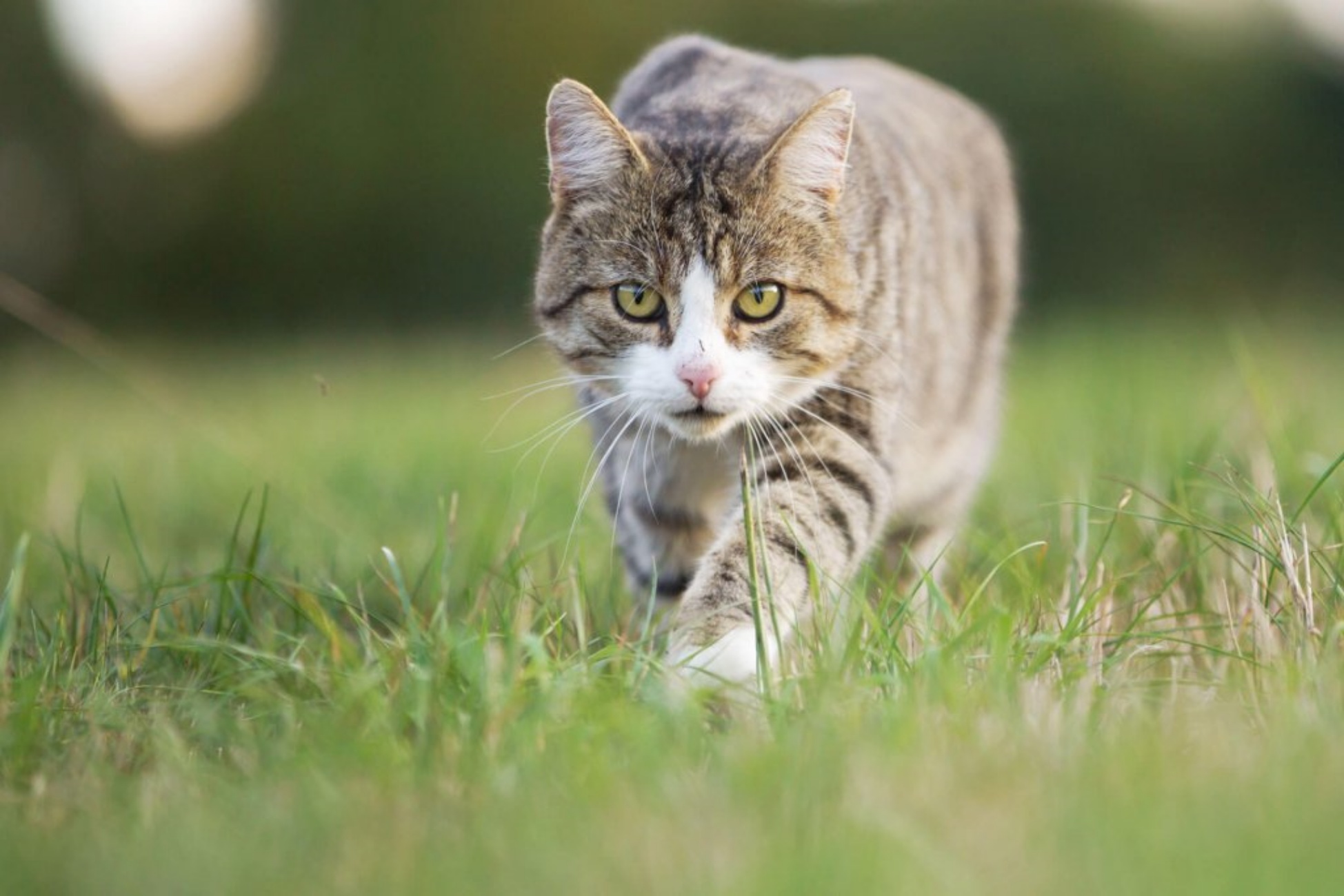 gatto che caccia