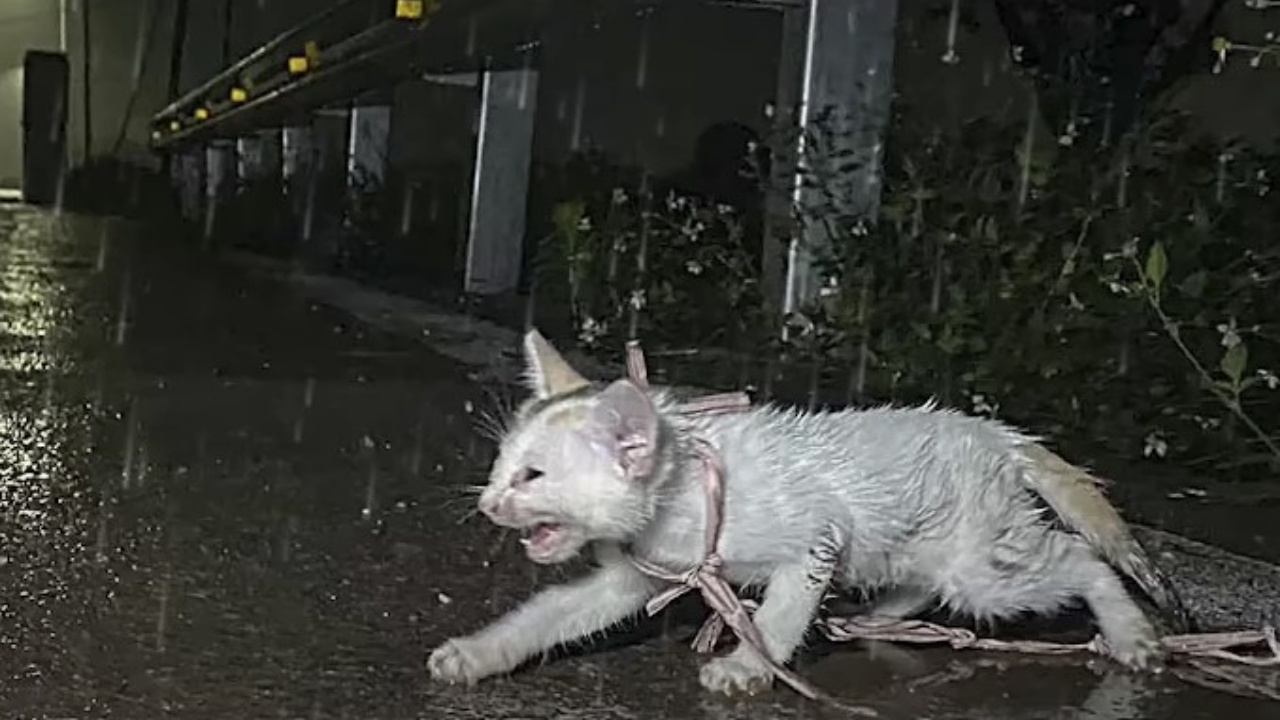 gatto sotto la pioggia