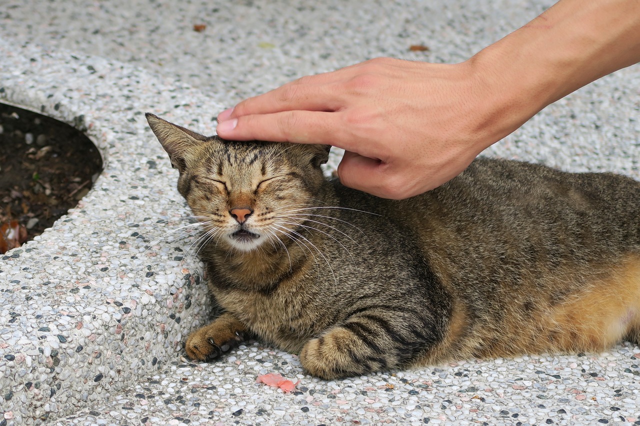 Coccole sulla testa del gatto