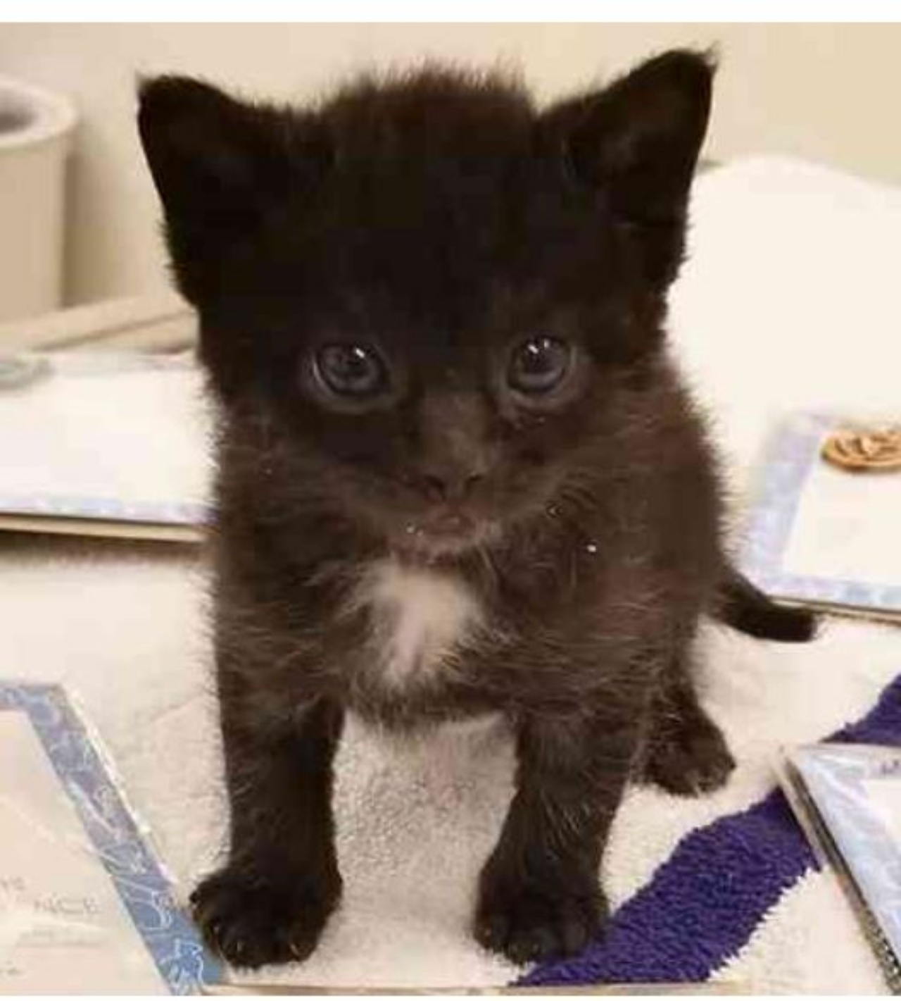 Un piccolo gattino di nome Amos in clinica