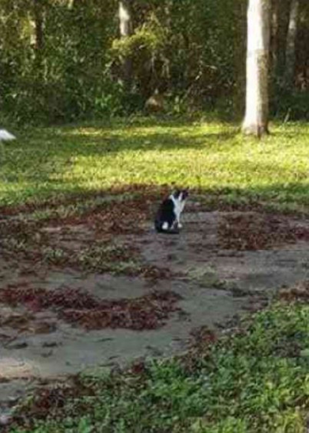 Un gatto di nome Chimera seduto in giardino