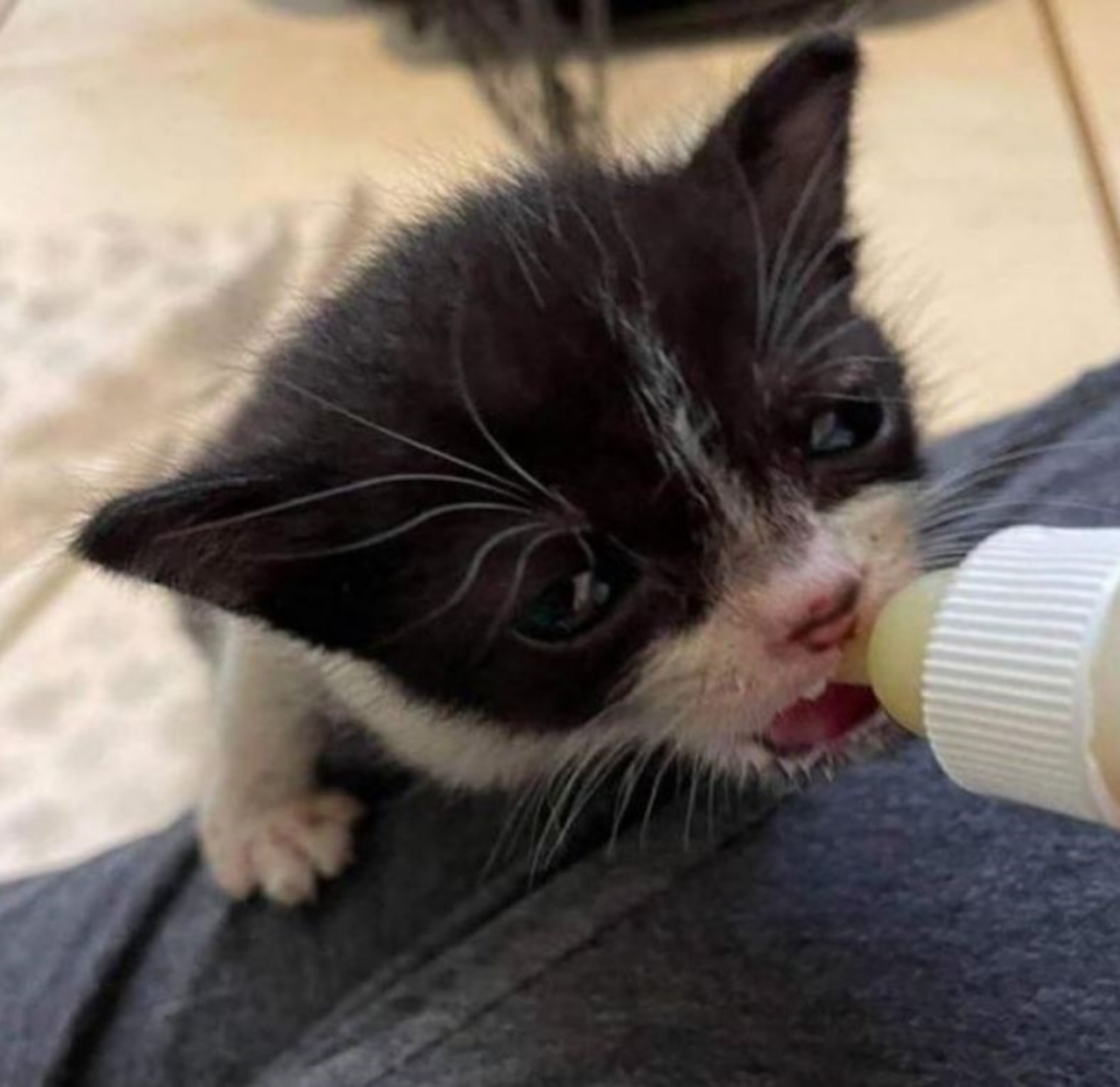 Un gattino che beve da un biberon