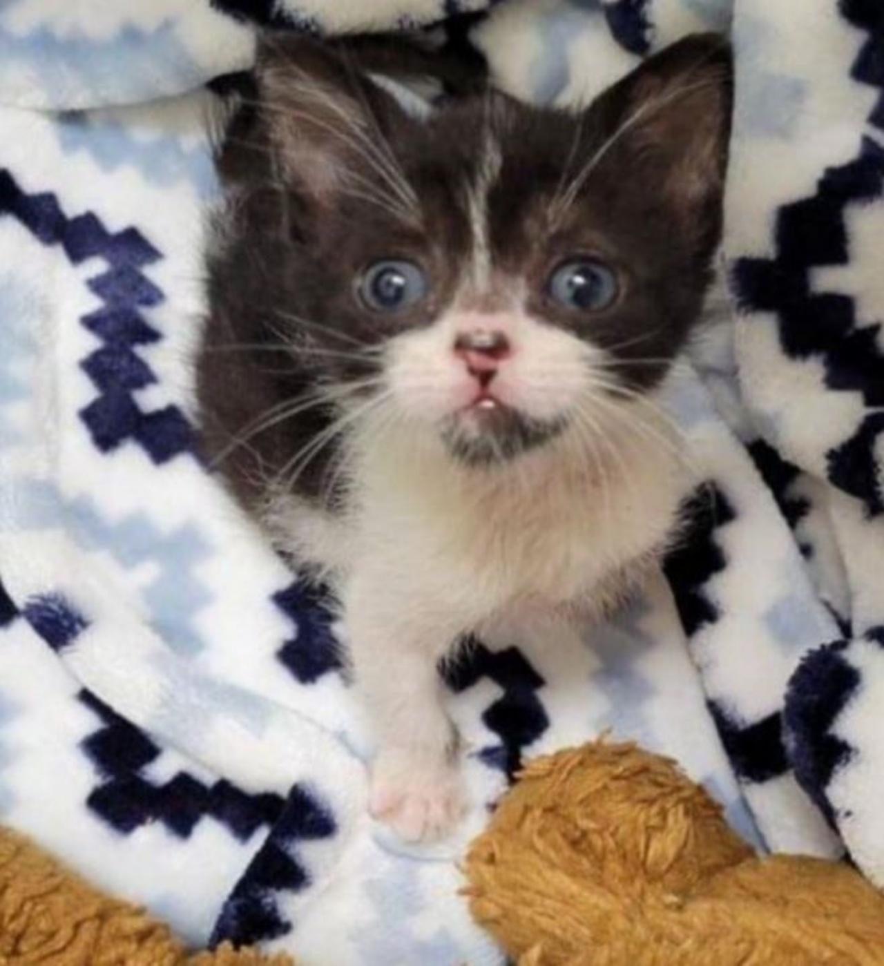 Una gattina dal pelo bianco e nero