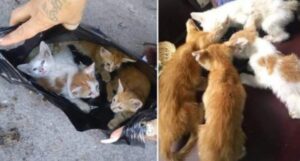 Trovati in un sacco di rifiuti, questi gattini sono stati salvati e sono corsi a cercare la loro mamma