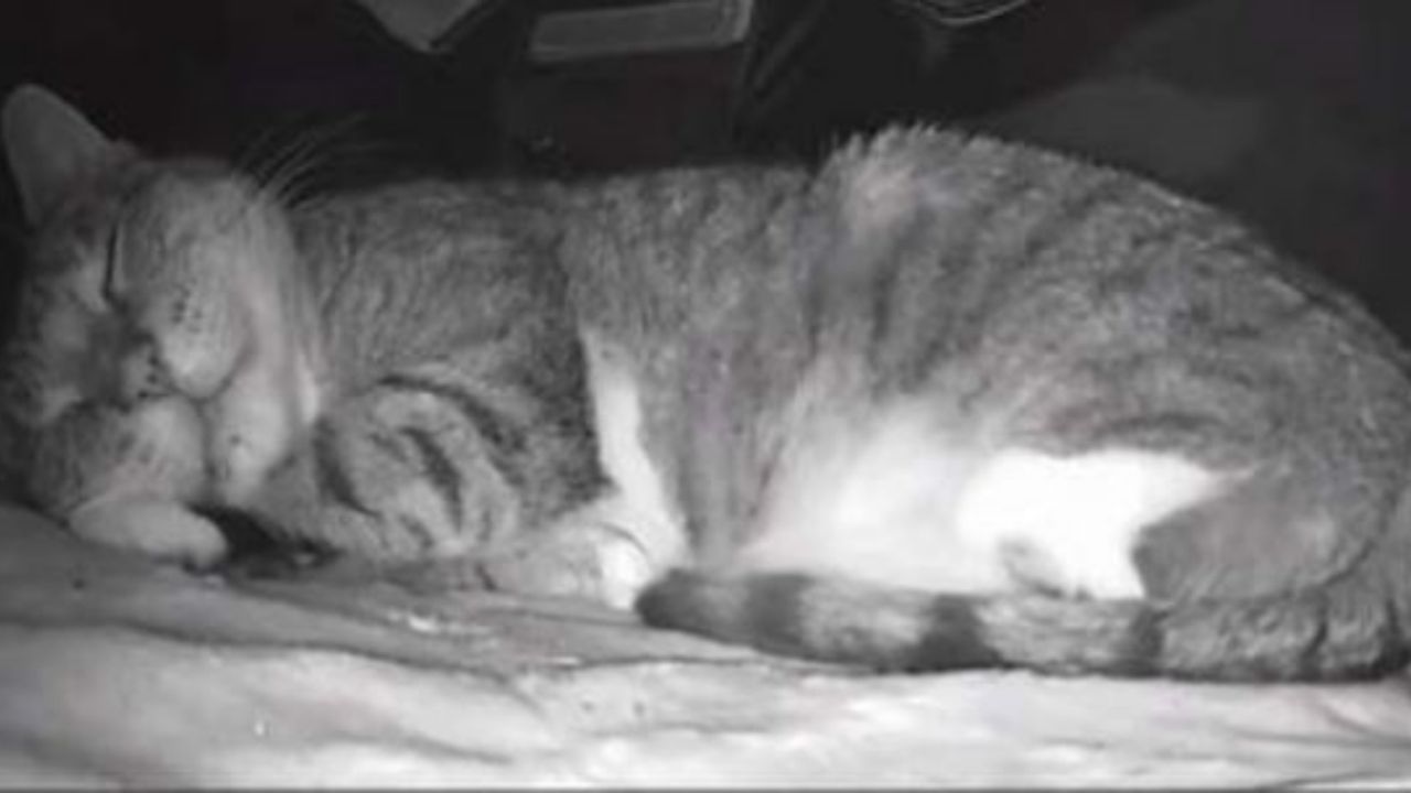 Un gattino visto dalla telecamera di sicurezza