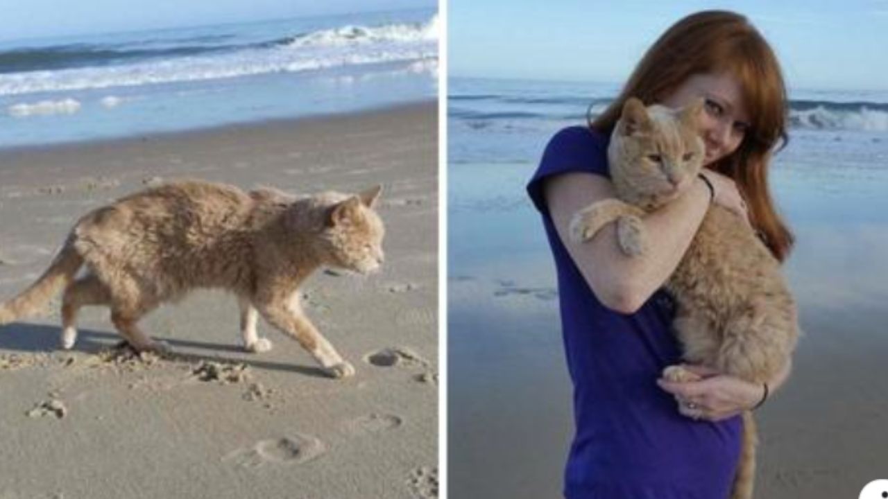 gattino in spiaggia