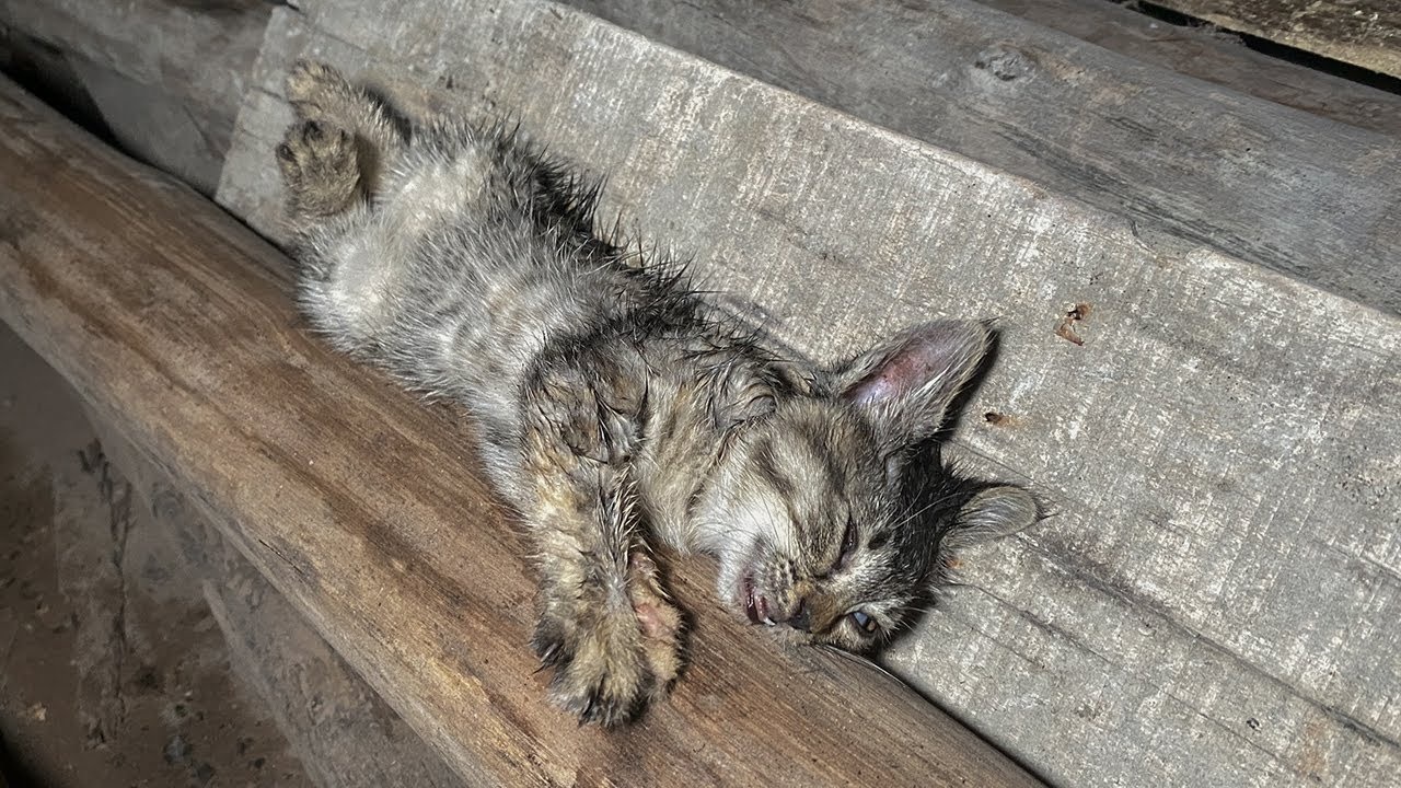 Gattino bianco e grigio tigrato