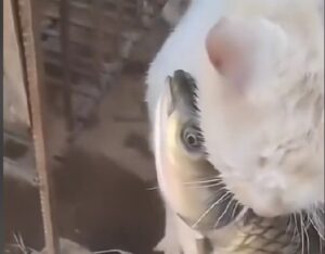 Il gattino si aggrappa al pesce che ha tirato fuori dalla boccia: “È tutto mio”