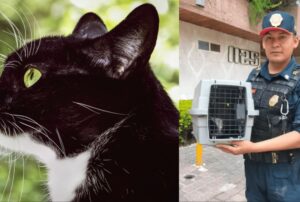 Non immaginavano fosse lì: hanno salvato il gatto da dentro una tubatura del palazzo