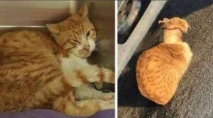 Aveva il nastro adesivo legato stretto al collo: i soccorritori sono riusciti a salvare questo gatto per miracolo