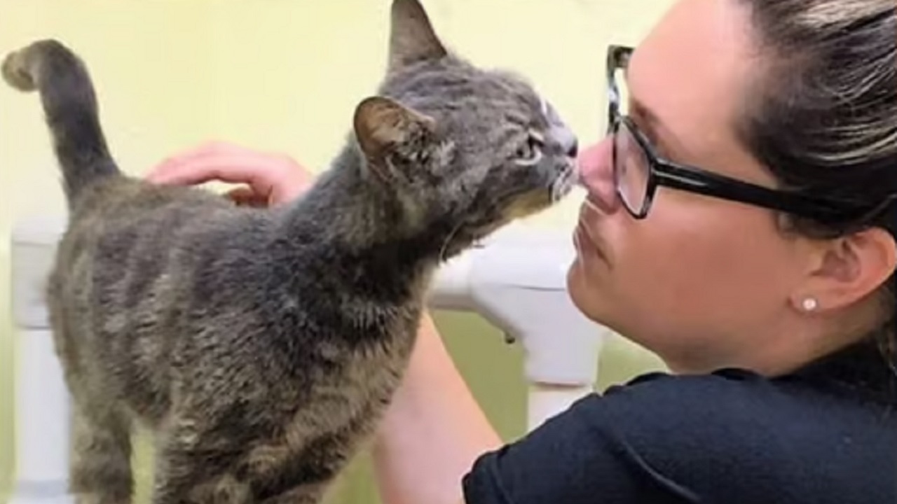 Gatto bacia sul naso una donna