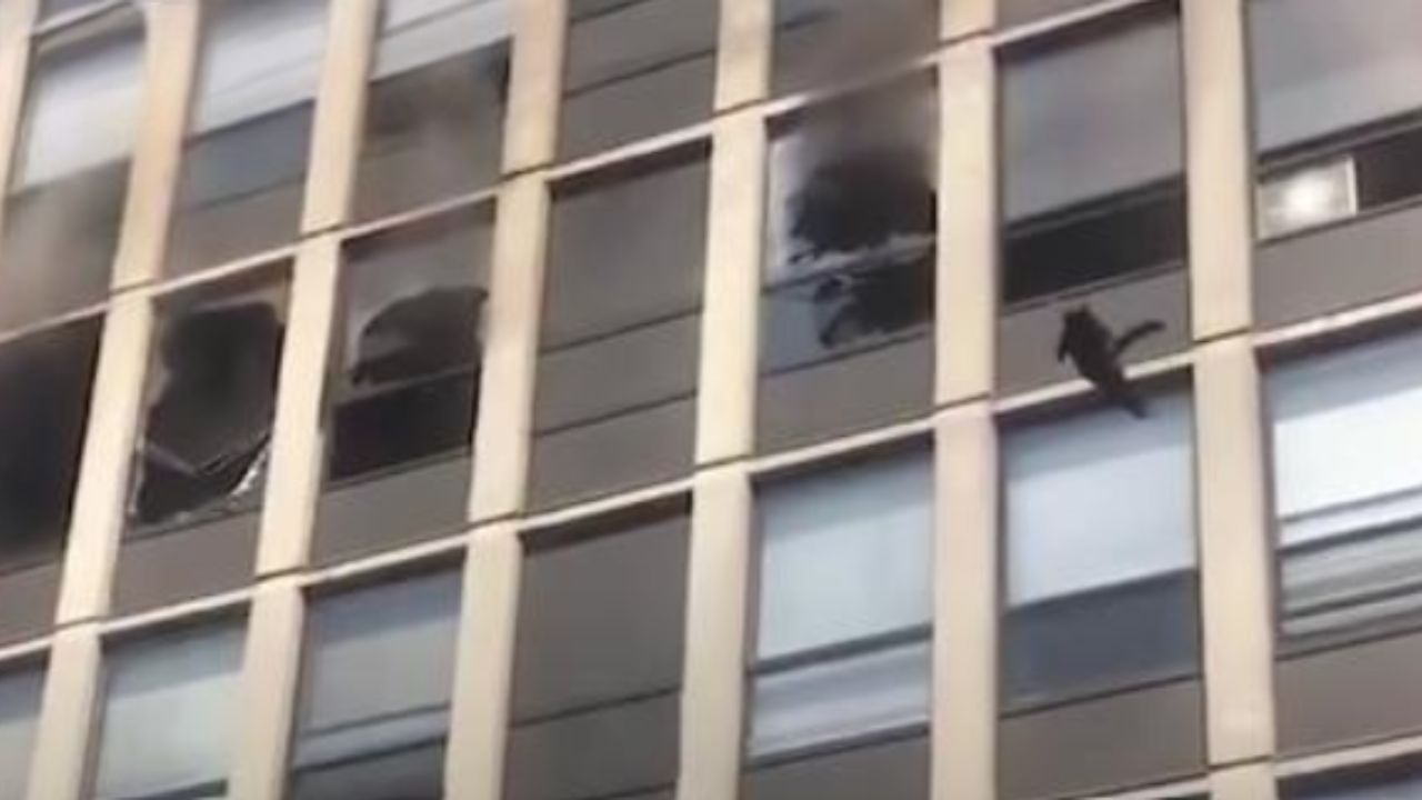 gatto vicino ad un edificio