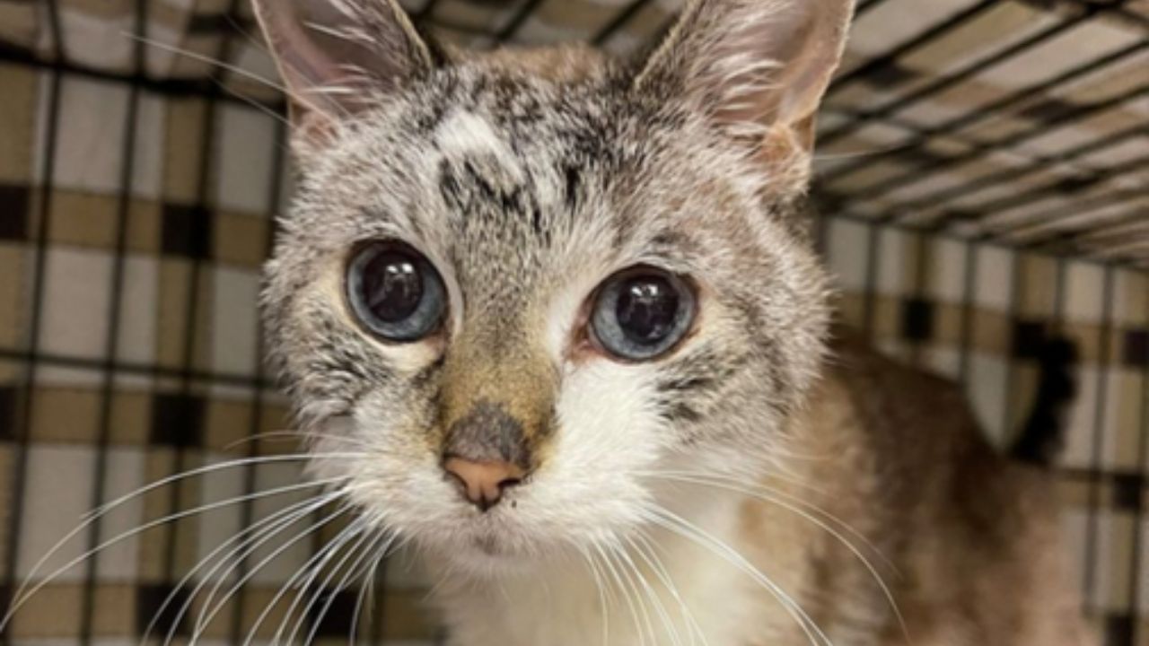 gatto che guarda l'obiettivo