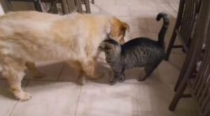 Il gatto si ricongiunge con il suo amico, un cane cieco: entrambi si emozionano in modo unico