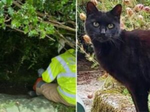 Grazie al miagolio di un gatto, la polizia ha potuto ritrovare una donna di 83 anni che era caduta in un burrone