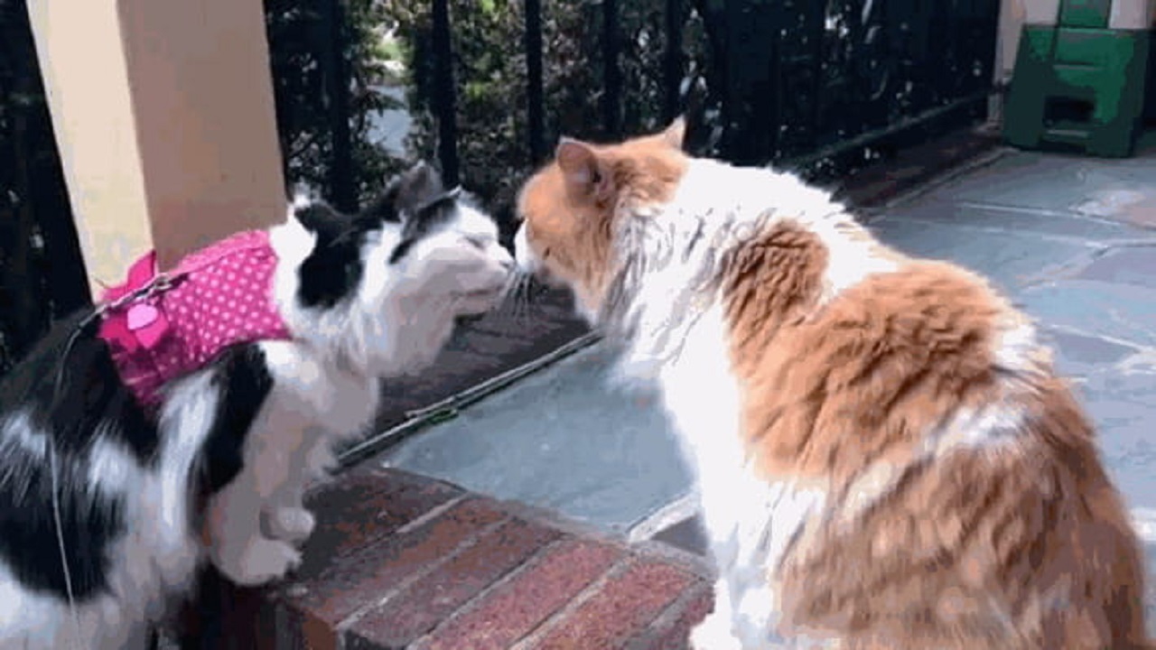 Gatti si baciano in strada