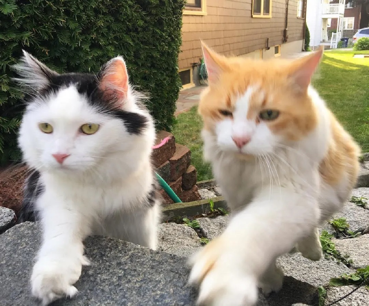 Gatto bianco e nero e gatto bianco e rosso