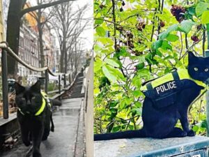 Il gatto nero indossa la divisa delle polizia e non si perde neanche una ronda in città