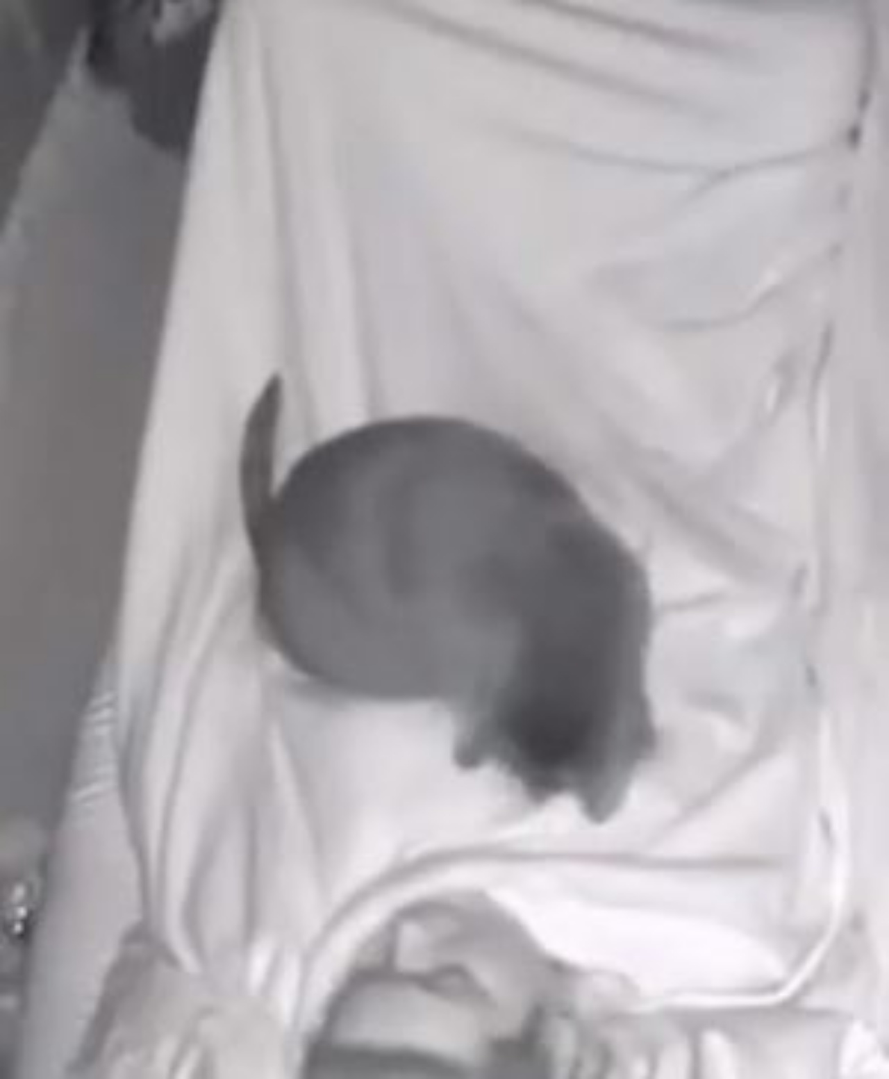 Un gatto ripreso da una telecamere che gioca di notte