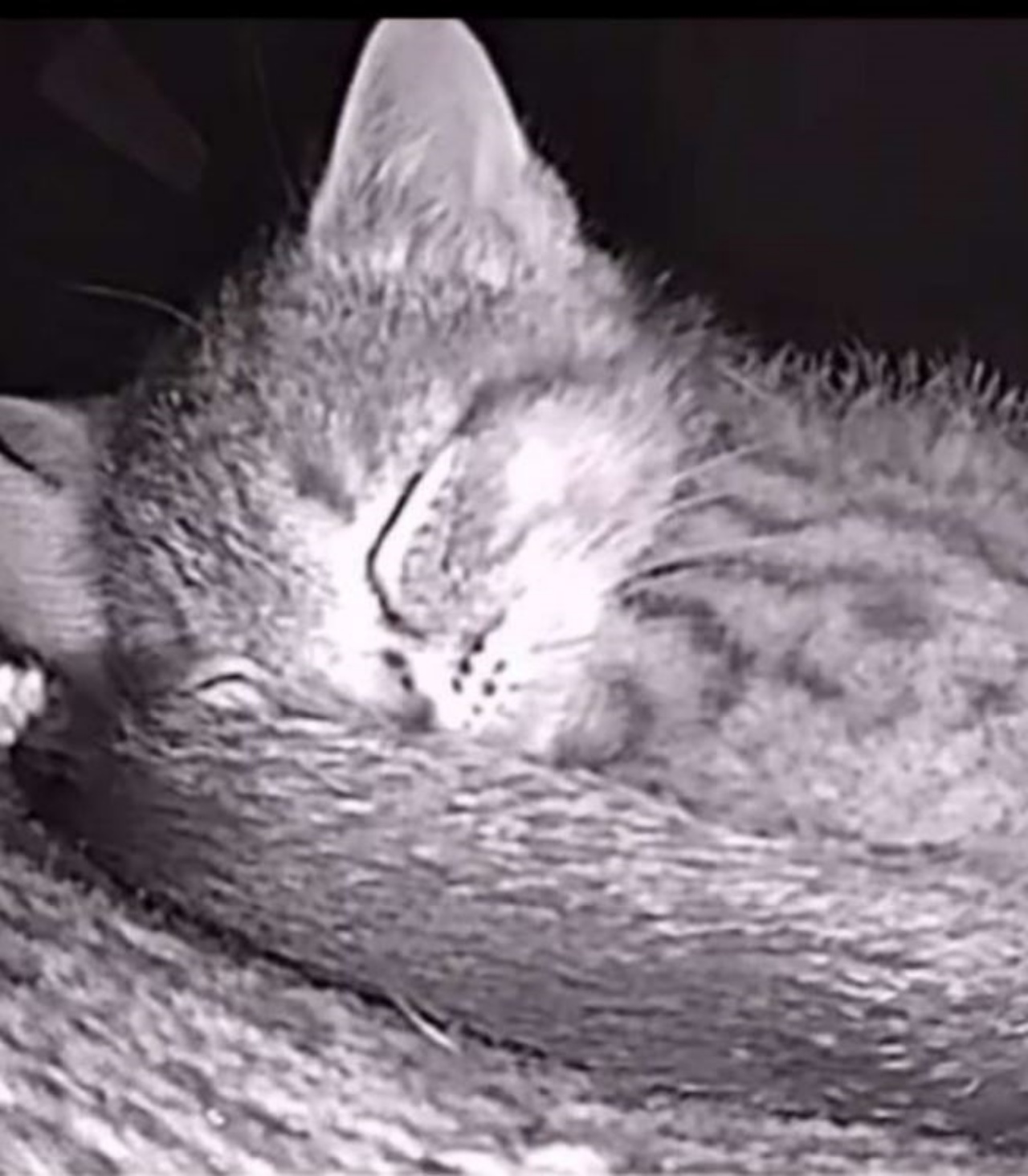 Un gattino visto alla telecamera