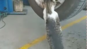 Dopo essere entrato in un’officina, il gatto ha stupito tutti i meccanici con il suo indiscutibile talento