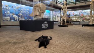 Ebbene sì, questo gatto è un eroe: è riuscito a salvare un museo dalla bancarotta