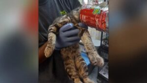 Ha vagato con la testolina incastrata in un barattolo: questo gatto ha avuto tanta paura