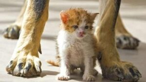 Storia di due solitudini: un gattino randagio magro trova l’amicizia e la protezione di un cane abbandonato