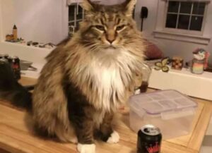 Un po’ indipendente, un po’ traditore il padrone ha scoperto che questo Maine Coon ha una doppia vita