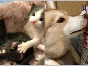 Questi gattini orfani soffrivano enormemente senza la loro mamma e l’Husky non riusciva a sopportarlo