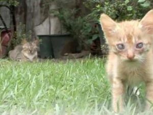 L’uomo scopre una famiglia di gatti nel suo giardino, ma il più piccolo aveva qualcosa che non andava