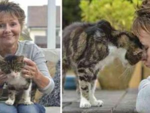 Era scomparso 13 anni fa, eppure dopo tutto questo tempo il gatto ha ritrovato la strada di casa