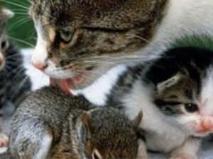 Mamma gatta adotta dei piccoli scoiattoli e insegna loro come si fanno le fusa