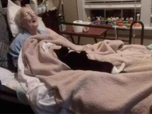 Gatto fedele si rifiuta di lasciare il letto della nonna che sta per andarsene