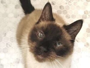 “Devo darti il ​​​​gatto”: una donna in lacrime è stata costretta a separarsi dal suo più grande amore