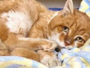 A malapena vivo, un gatto a tre zampe è tornato a bussare alla casa dove qualcuno era stato gentile con lui