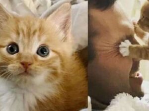 Il gattino è così felice di avere un nuovo papà da risultare quasi eccessivo per la sua gratitudine