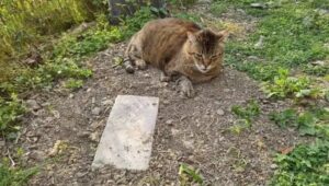 Gatto sulla tomba dell’amico felino scomparso: Tigre non vuole abbandonare Mussi